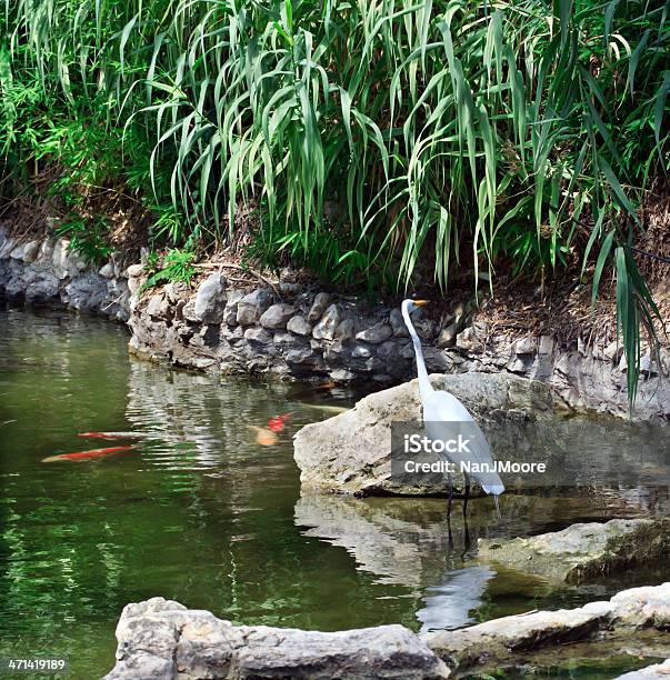 Egret In Pond Stock Photo - Download Image Now - San Antonio - Texas, Egret, Koi Carp