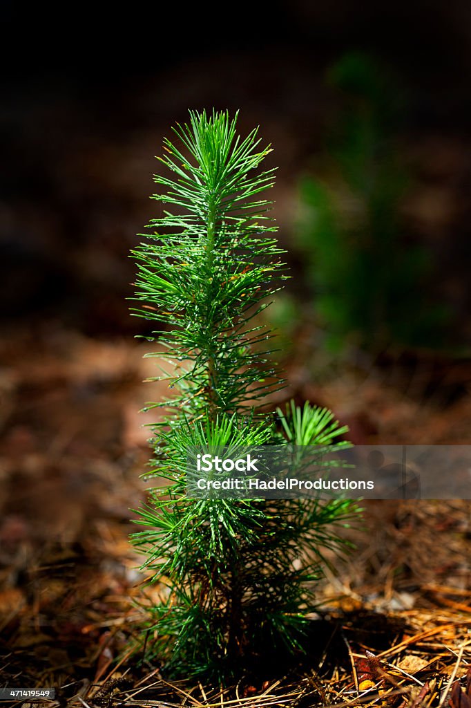 Pine Seedling in Forest Botany Stock Photo