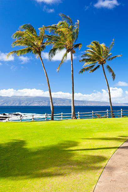 palmeras en napili punto, maui - clear sky vacations vertical saturated color fotografías e imágenes de stock