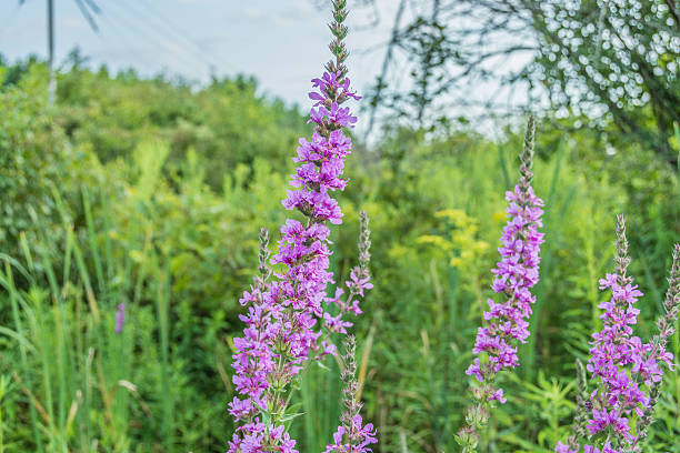 Blooming Purple Loosestrife Purple Loosestrife flowers in full bloom. lythrum salicaria purple loosestrife stock pictures, royalty-free photos & images