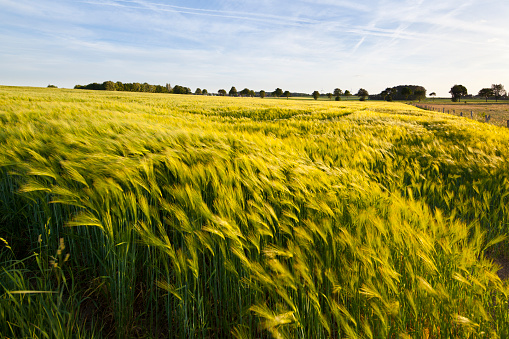 Spring Rye What Is Rye Field In Spring Stock Photo - Download Image Now - Agricultural ...