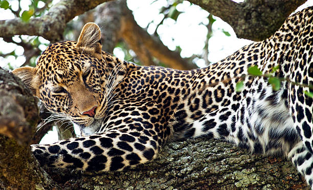 istock Leopard in the Maasai Mara National Park, Kenya 471419929