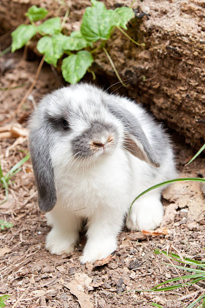 Young rabbit stock photo