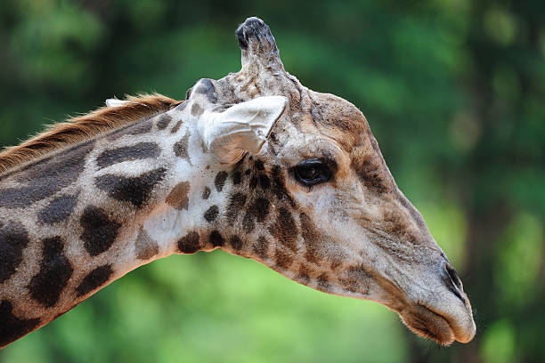 Tête de girafe - Photo