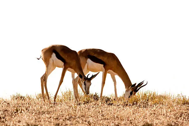 Two springbok gazelles graze on the skyline in the kalahari kgalagadi game reserve in south africa.
