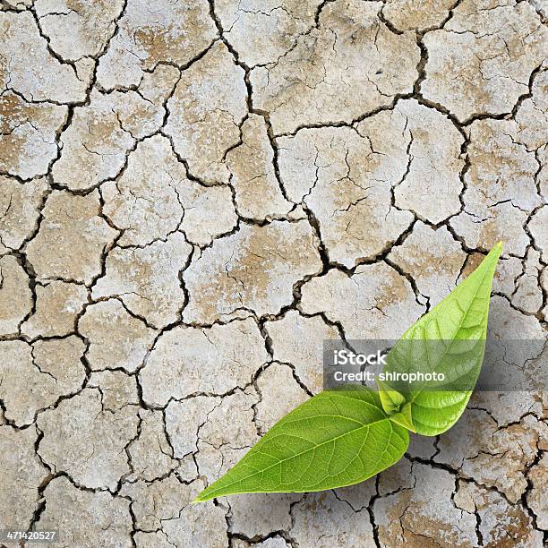 Nueva Vida Que Nace Foto de stock y más banco de imágenes de Flora - Flora, Crecimiento, Agrietado