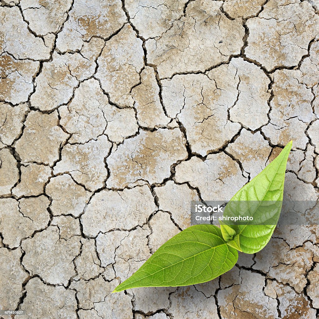 New life born New life born over cracking surface Plant Stock Photo