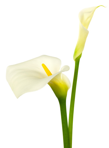 Calla Lilies on White Background.