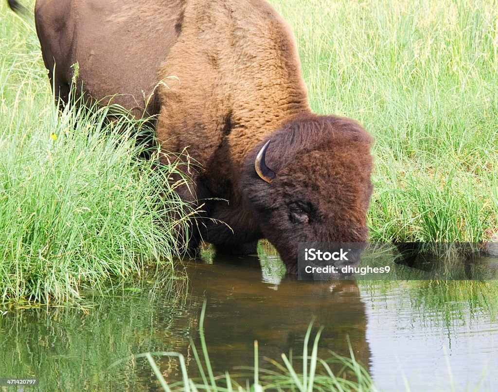 American Bison (buffalo) consumo de corrente close-up fotografia - Foto de stock de Bisão Americano royalty-free