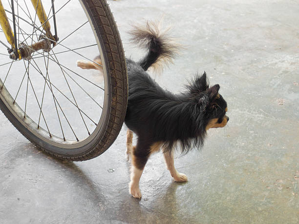 istock Chihuahua dog peeing 471420977