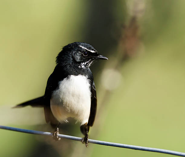 istock Australian Willy wagtail bird macro 471421807