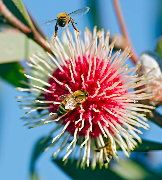 Bees visiting a pin-cushion hakea stock photo