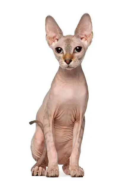 Portrait of Sphynx cat, 6 months old, sitting in front of white background