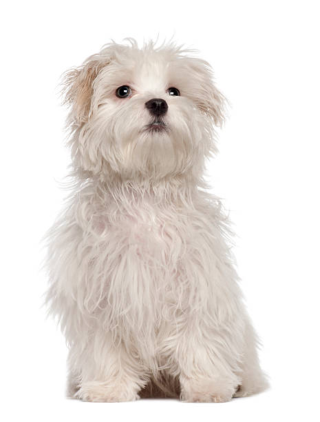 istock Maltese puppy, 5 months old, sitting 471421883