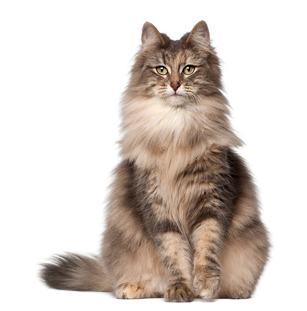 Portrait of Norwegian Forest Cat