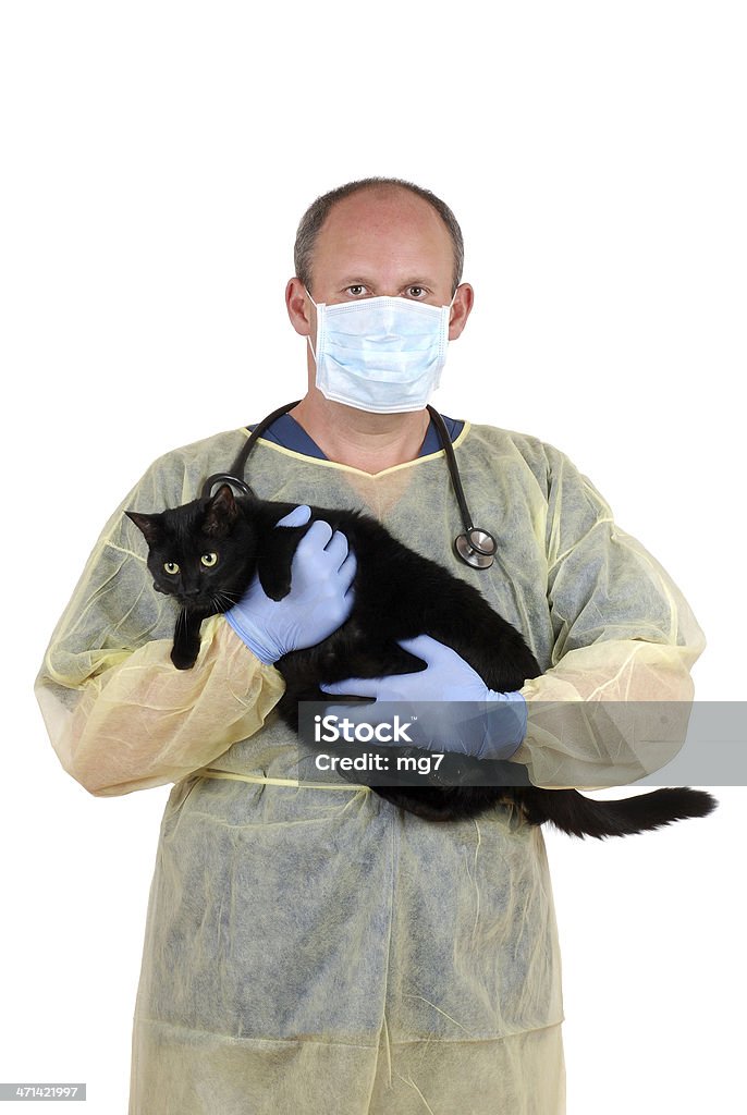Veterinario prendere il cat per l'intervento chirurgico - Foto stock royalty-free di Gatto domestico