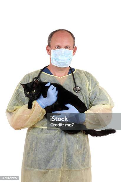 Veterinario Prendere Il Cat Per Lintervento Chirurgico - Fotografie stock e altre immagini di Gatto domestico