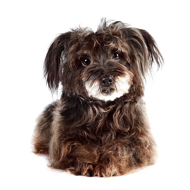 istock Small shaggy mongrel lies 471422238