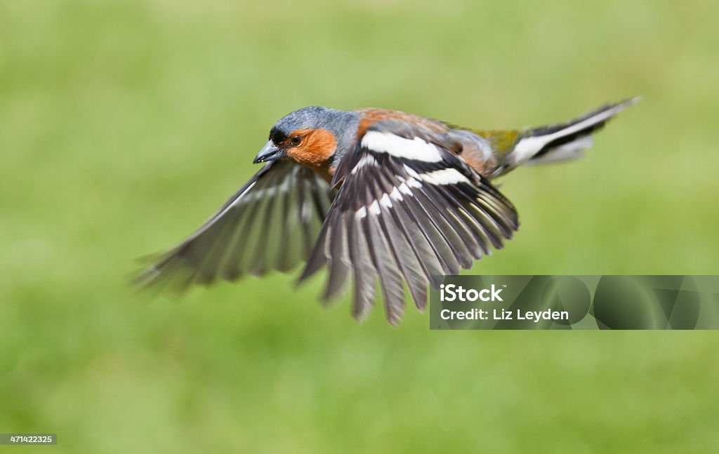 Maschio Fringuello comune, Fringilla coelebs, in volo - Foto stock royalty-free di Regno Unito