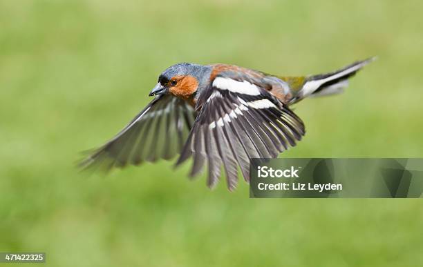 Maschio Fringuello Comune Fringilla Coelebs In Volo - Fotografie stock e altre immagini di Regno Unito