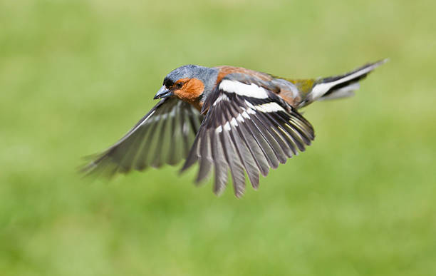 Male Chaffinch, Fringilla coelebs, in flight stock photo