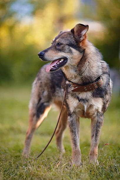 The watchdog costs on a grass.