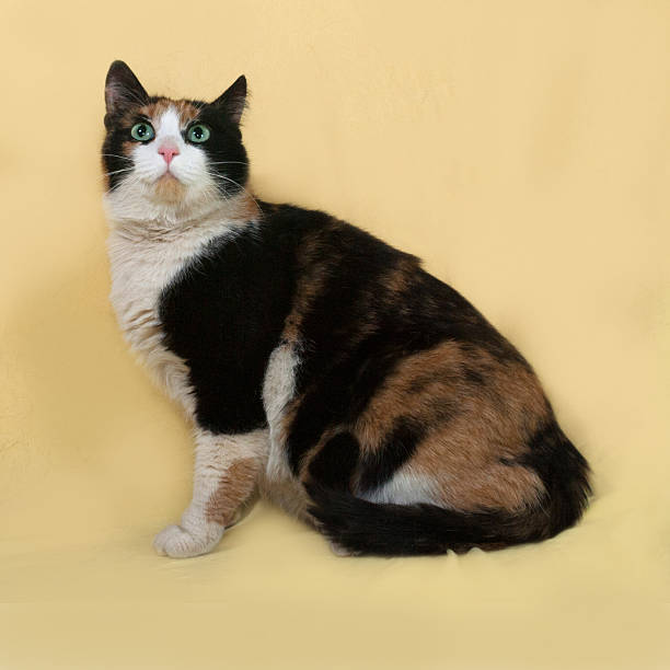 istock Tricolor cat sitting on yellow 471422538