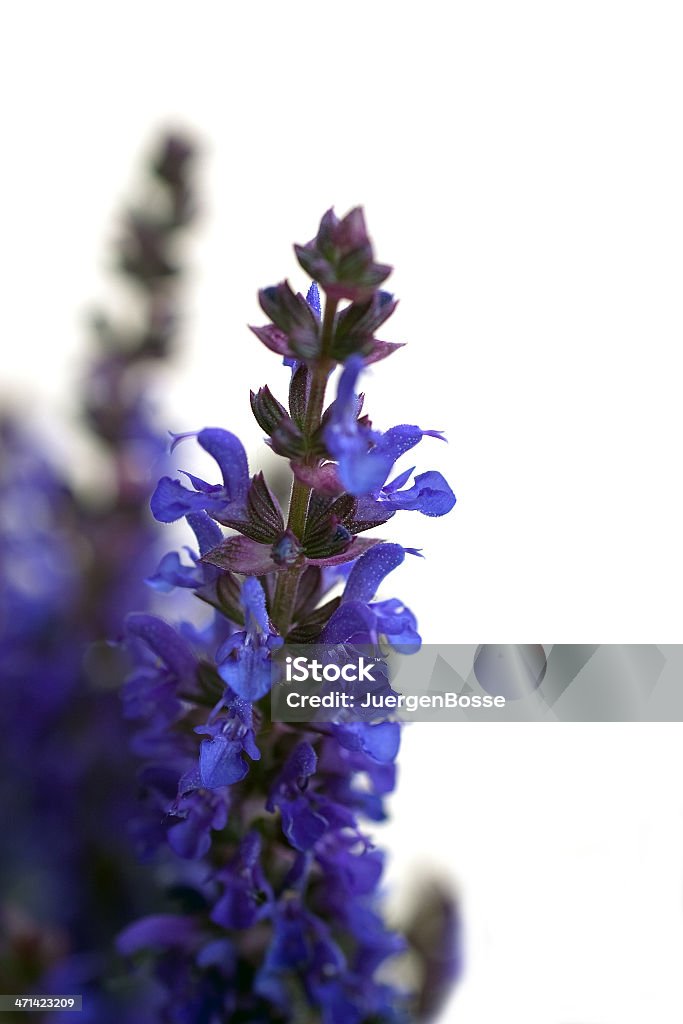 Blühenden salvia - Lizenzfrei Baumblüte Stock-Foto