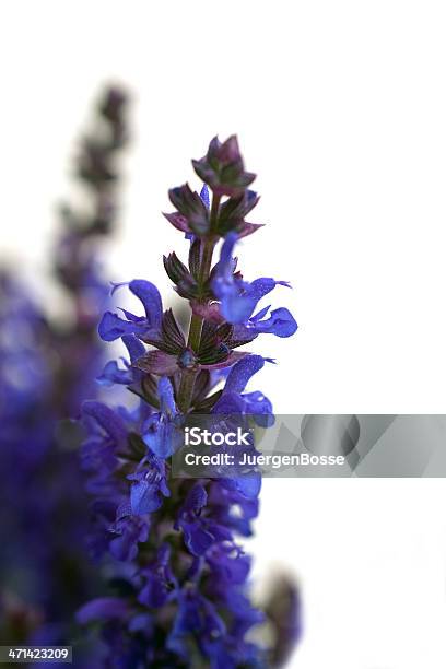 Blühenden Salvia Stockfoto und mehr Bilder von Baumblüte - Baumblüte, Blau, Blume