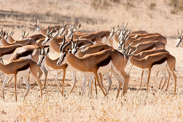 istock Herd of springbok in the kalahari 471423341