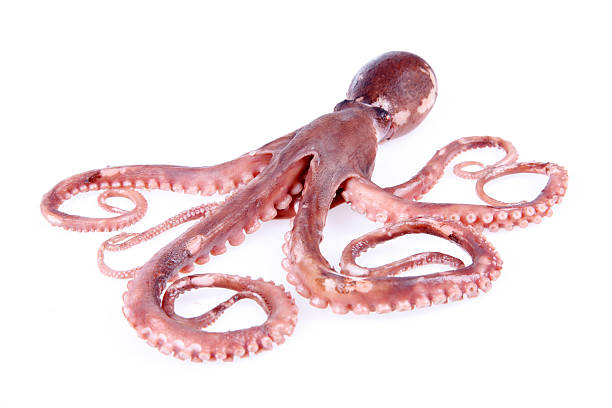 istock A pink octopus isolated in white background 471426114