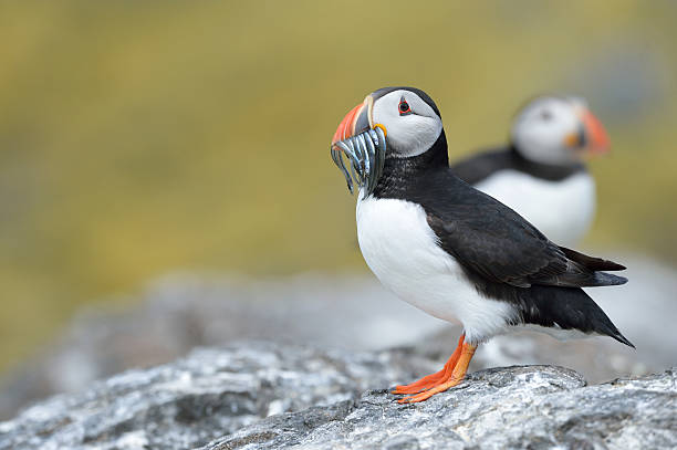 Atlantic Puffin puffin holding fish puffin photos stock pictures, royalty-free photos & images