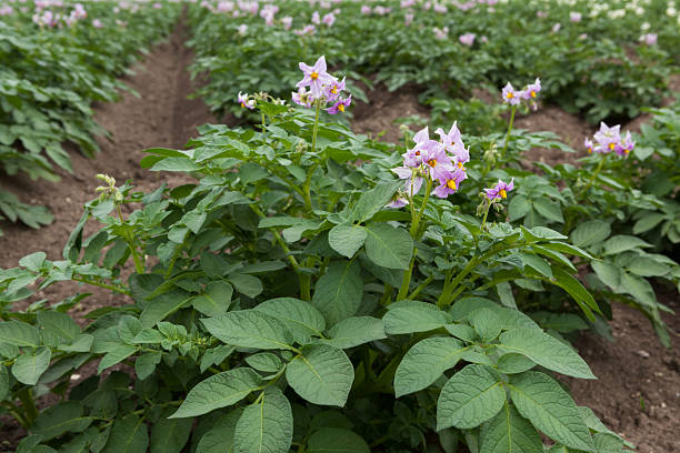 istock Purple flowering potato plants 471426537