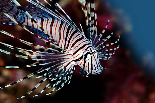 istock lionfish-Pterois volitans 471426963