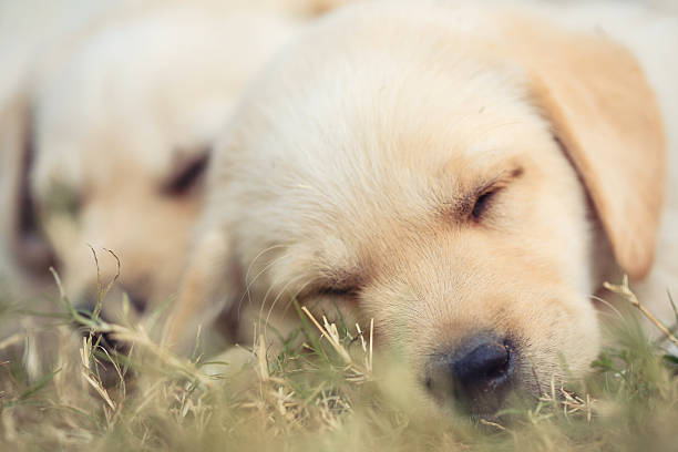 Cute Sleepy Little Labrador Puppies Stock Photo - Download Image Now - Puppy,  Yellow Labrador Retriever, Animal - iStock