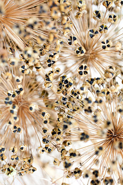 Close up of arrangement of dried Allium seed heads with small black seeds isolated on white background with shallow depth of field