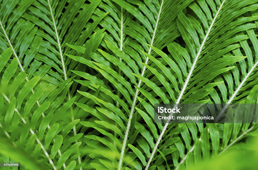 Cycads Cycads leaves. Full frame background picture. Backgrounds Stock Photo