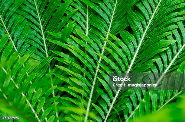 Cycads Stock Photo - Download Image Now - Backgrounds, Cycad, Environment