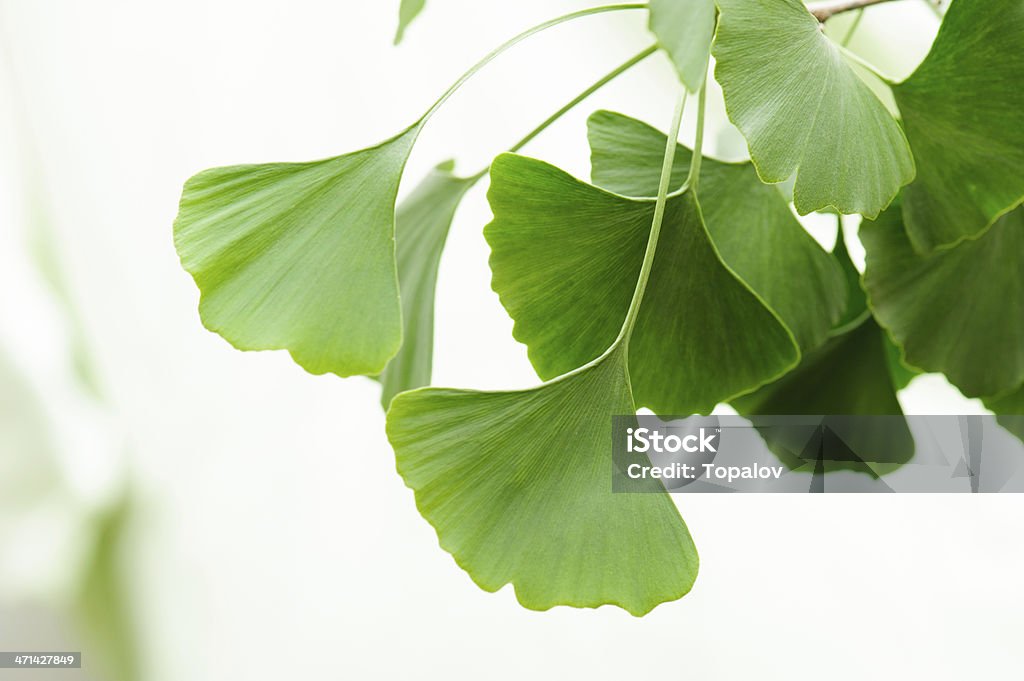 Gingko feuilles - Photo de Ginkgo biloba libre de droits