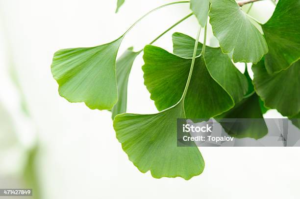 Photo libre de droit de Gingko Feuilles banque d'images et plus d'images libres de droit de Ginkgo biloba - Ginkgo biloba, Ginkgo, Feuille