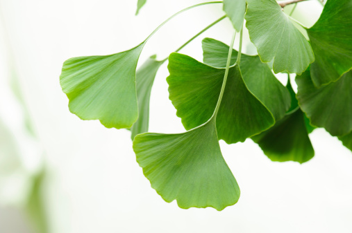 Twig of gingko on bright background