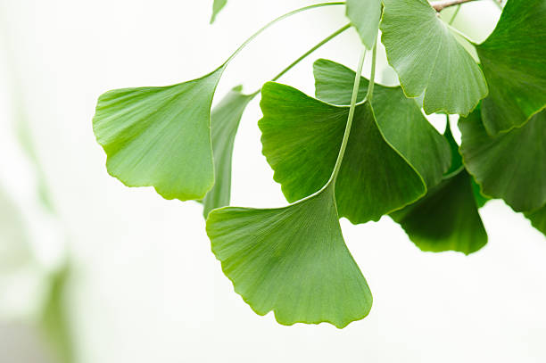 Gingko leaves Twig of gingko on bright background ginkgo stock pictures, royalty-free photos & images