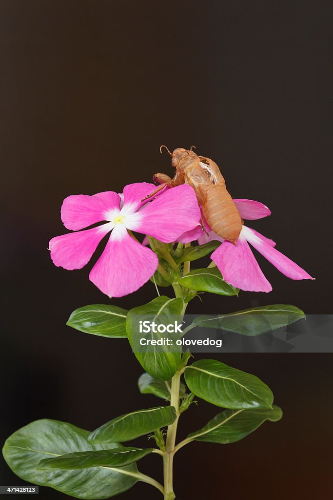 Cicedea Empty Shell Empty Cicada Shell On Flower Stock Photo - Download Image Now - Animal ...