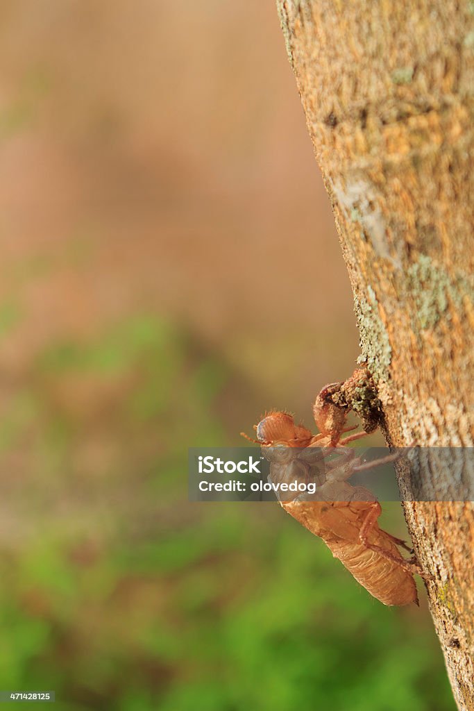 Coque vide Cigale - Photo de Animaux à l'état sauvage libre de droits