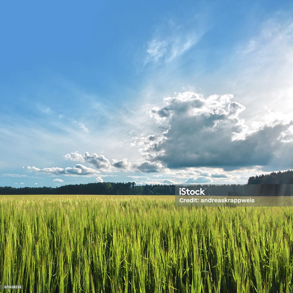 Cebada Field y nubes - Foto de stock de Agricultura libre de derechos