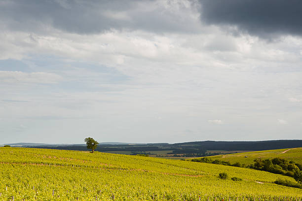 sancerre vignobles - berry fruit green nature fruit photos et images de collection