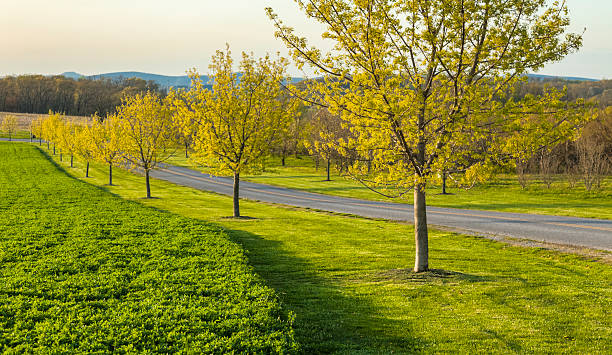 istock Spring Drive along a Country Lane 471429615