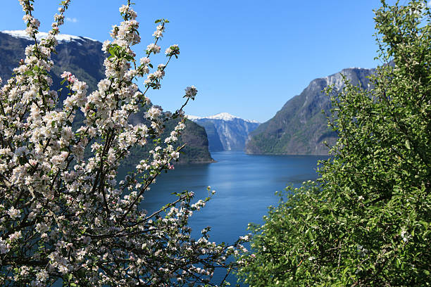 花咲く木々には、フィヨルドます。 - sogn og fjordane county ストックフォトと画像