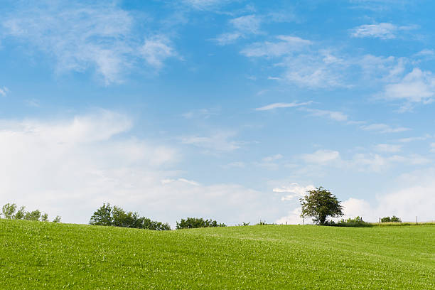 istock green meadow, blue cloudy sky and some trees at horizont 471430281
