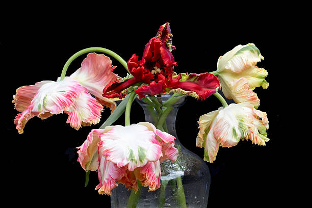istock Apricot Parrot Tulips in a glass vase isolated. 471430558